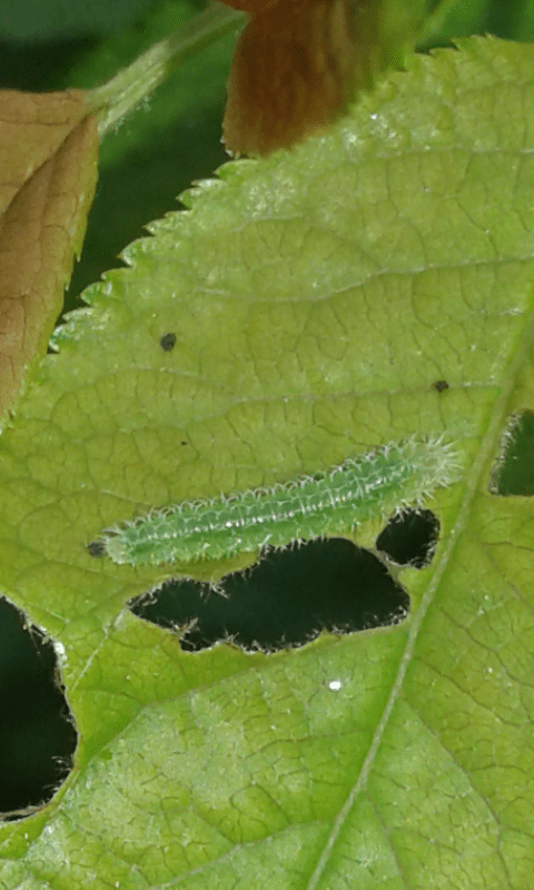 Larve di Tenthredinidae (Pareophora pruni)?